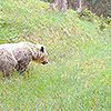 Orso