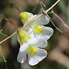 Pinguicula_alpina