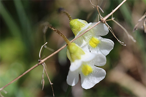 Pinguicula_alpina2