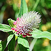 Trifolium_rubens