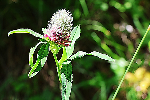 Trifolium_rubens1