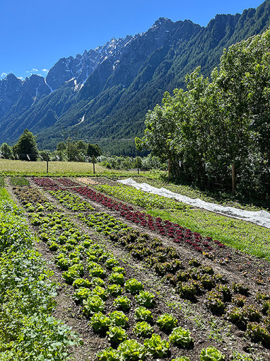 Verdure