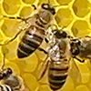 mellifera