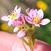 Borracina_villosa