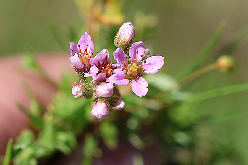 Borracina_villosa1