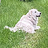 Cani_pastori