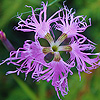 Dianthus_superbus