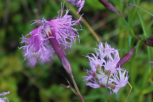 Dianthus_superbus1