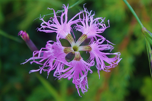 Dianthus_superbus2