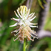 Phyteuma_betoncifolium