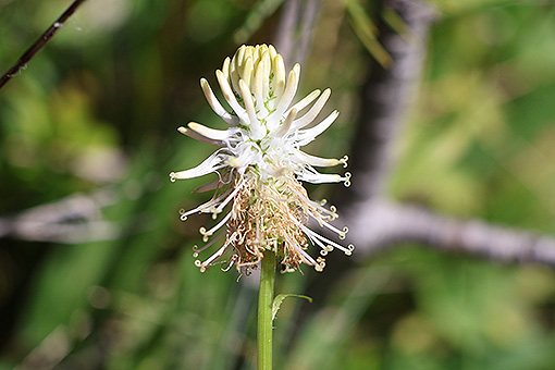 Phyteuma_betoncifolium1