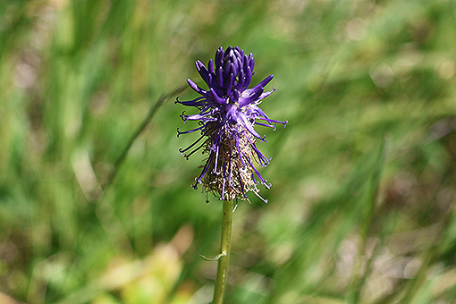 Phyteuma_betoncifolium2