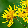 _Senecio_alpinus