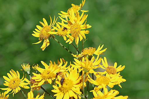 _Senecio_alpinus1