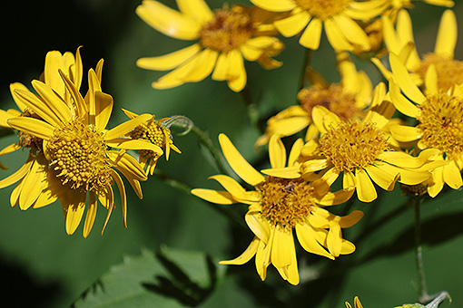 _Senecio_alpinus2