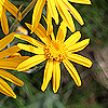 Senecio_doronicum