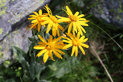 Senecio_doronicum1