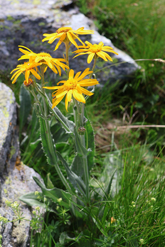 Senecio_doronicum2