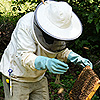 mellifera