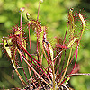 Drosera_angelica