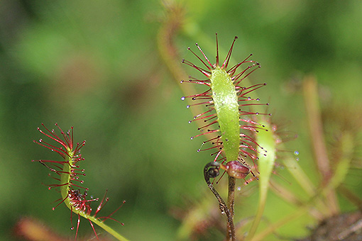 Drosera_angelica1