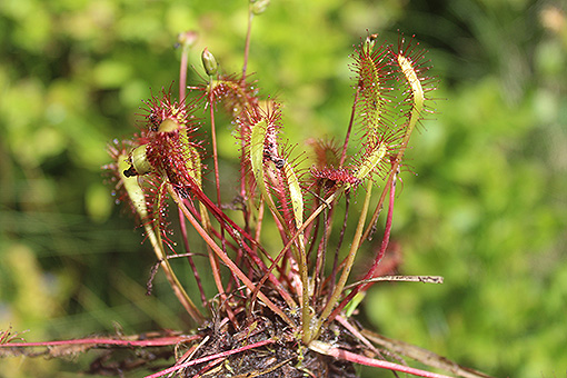 Drosera_angelica2