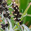 Gnaphalium_norvegicum
