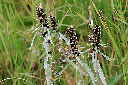 Gnaphalium_norvegicum1