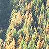 Ruggine