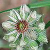 Sempervivum_tectorum