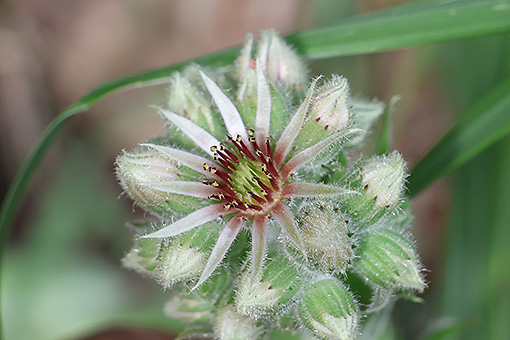 Sempervivum_tectorum1