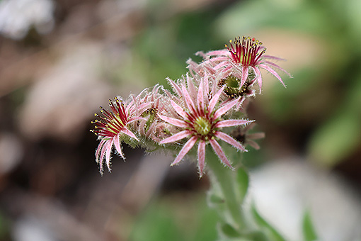 Sempervivum_tectorum2