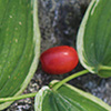 Streptopus_amplexifolius
