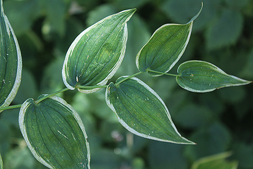 Streptopus_amplexifolius1