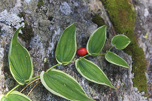 Streptopus_amplexifolius2