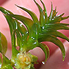 Elodea_canadensis