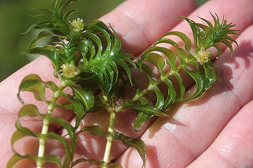 Elodea_canadensis1