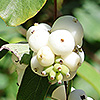 Symphoricarpos_albus