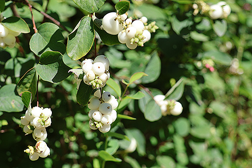 Symphoricarpos_albus1