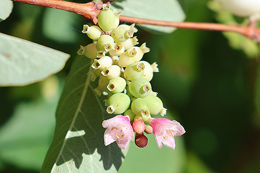 Symphoricarpos_albus2